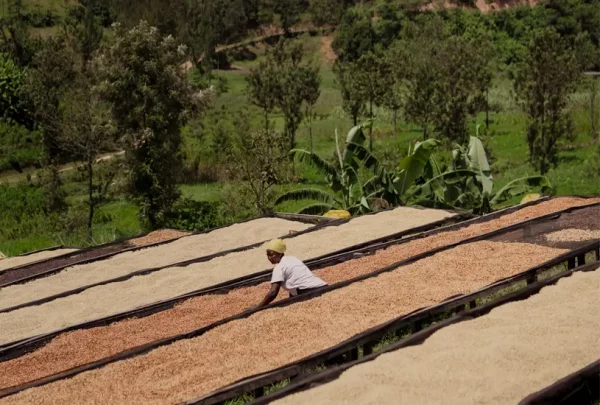 Trocknung des Rwanda Rugali Honey Kaffees auf afrikanischen Hochbeeten in Ruanda
