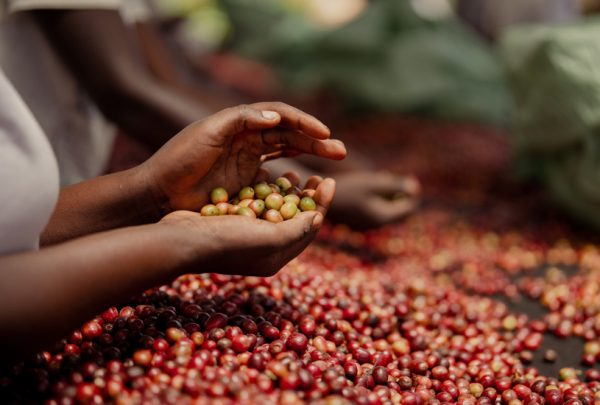 Sortierung frischer Kaffeekirschen für den Rwanda Rugali Honey Kaffee von Hand